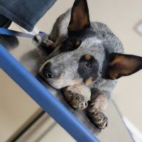 Carroll County Animal Hospital ico