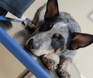 Carroll County Animal Hospital