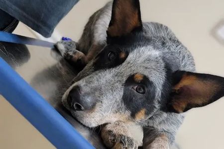 Carroll County Animal Hospital