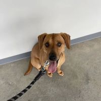 Lookout Valley Veterinary Clinic ico
