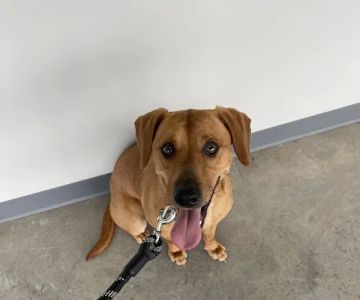 Lookout Valley Veterinary Clinic