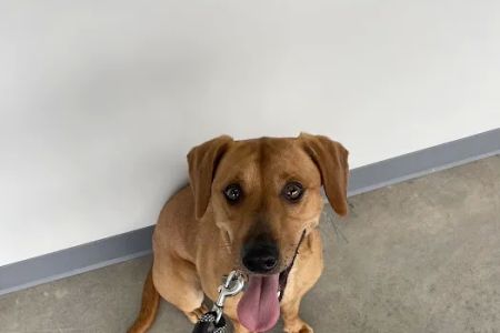 Lookout Valley Veterinary Clinic