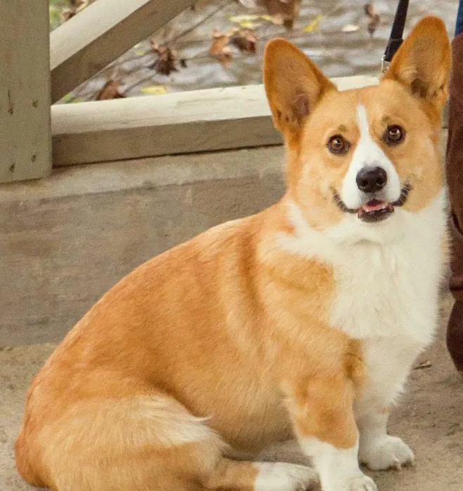 Animal Emergency & Specialty Center of Chattanooga 6