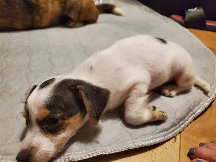 Animal Emergency & Specialty Center of Chattanooga 1