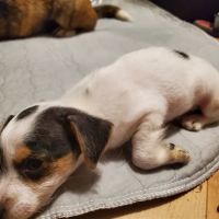Animal Emergency & Specialty Center of Chattanooga ico