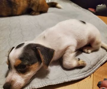 Animal Emergency & Specialty Center of Chattanooga