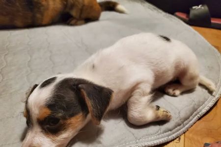 Animal Emergency & Specialty Center of Chattanooga