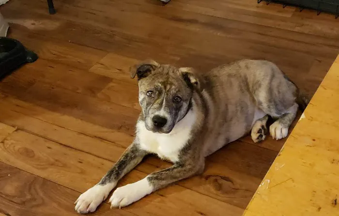 Animal Emergency & Specialty Center of Chattanooga 9