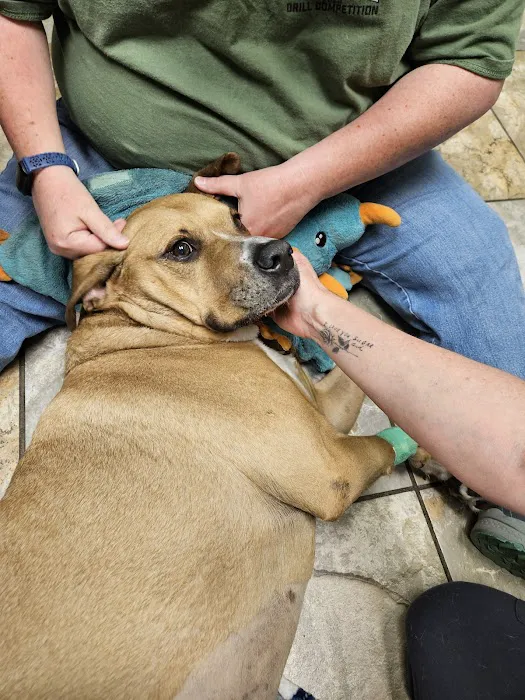 Animal Emergency & Specialty Center of Chattanooga 10