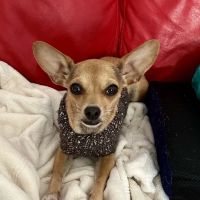 South Town Veterinary Clinic ico