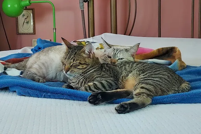 South Town Veterinary Clinic 9