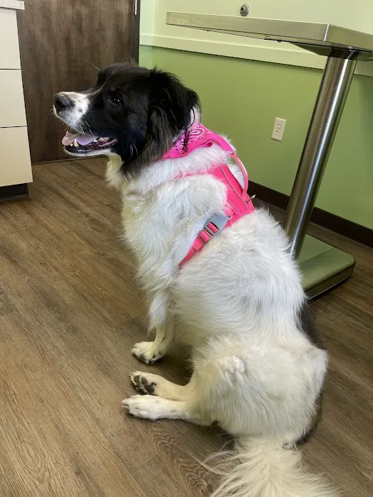 South Town Veterinary Clinic 7
