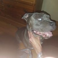 Lookout Valley Pet Hospital ico