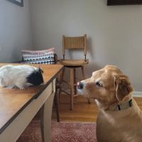 Mountain Hospital For Animals ico