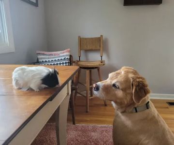 Mountain Hospital For Animals