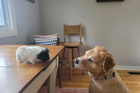 Mountain Hospital For Animals
