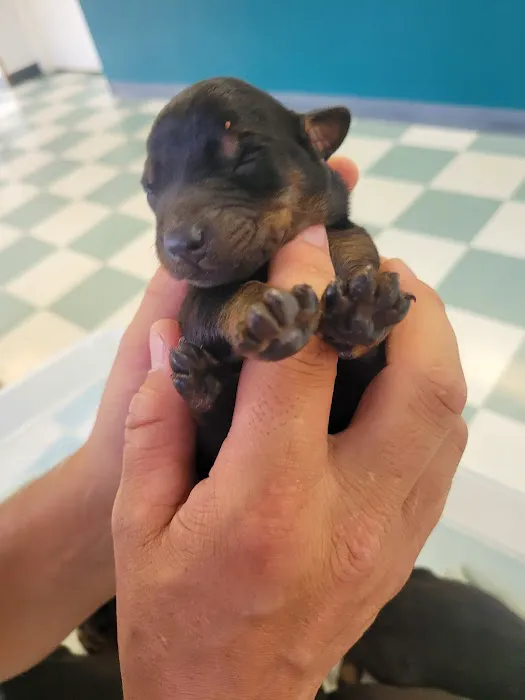The Animal Medical Center of Fort Oglethorpe 8