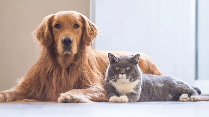 East Ridge Animal Hospital 2