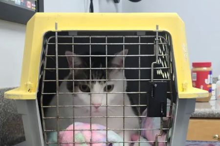 East Ridge Animal Hospital