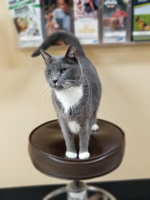 East Ridge Animal Hospital 3
