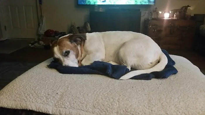 East Ridge Animal Hospital 5