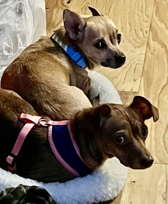 East Ridge Animal Hospital 6