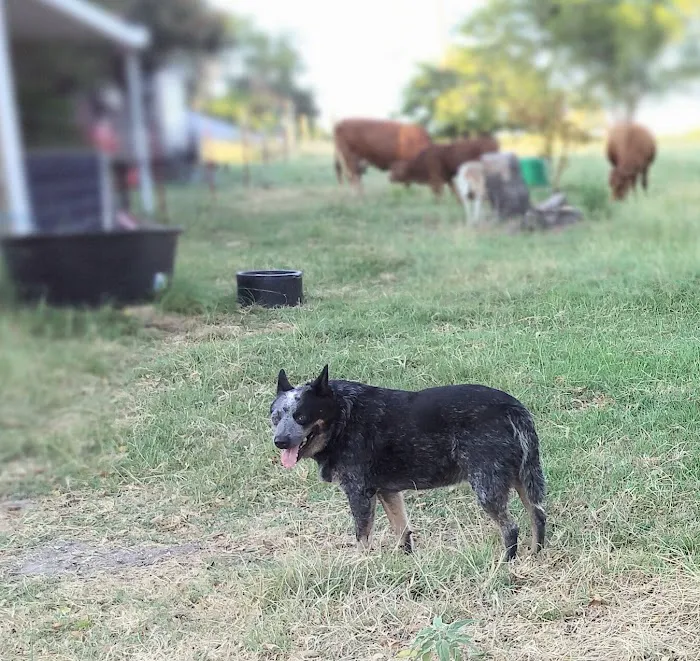 Vet Vaccinations Clinic at Tractor Supply Co. 3