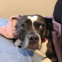 Riverview Animal Hospital ico