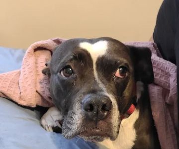 Riverview Animal Hospital