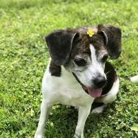 Signal Mountain Veterinary Clinic ico