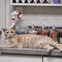 Ashland Terrace Animal Hospital ico