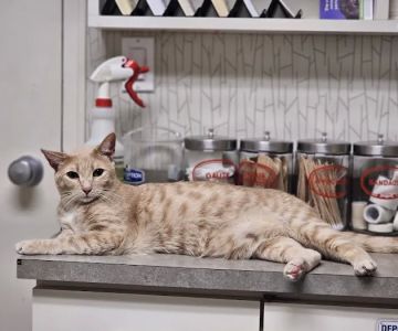 Ashland Terrace Animal Hospital