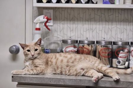 Ashland Terrace Animal Hospital