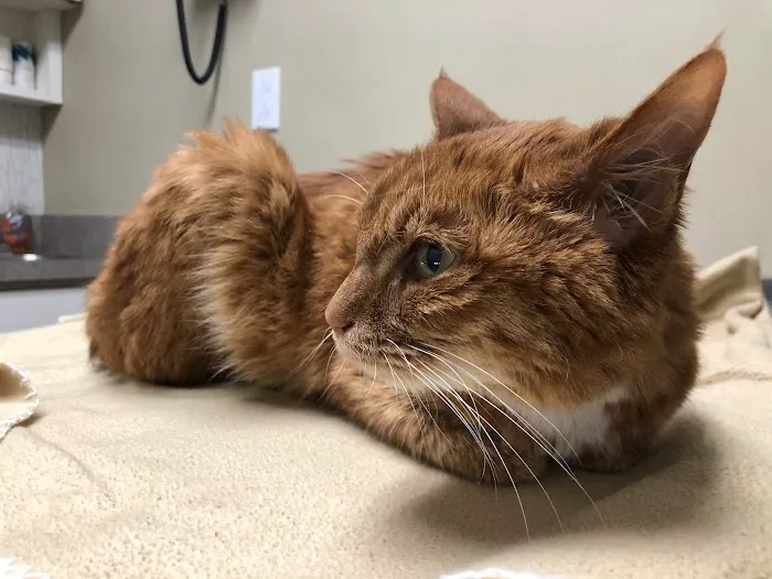 Ashland Terrace Animal Hospital 4