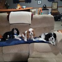 Northgate Animal Hospital ico