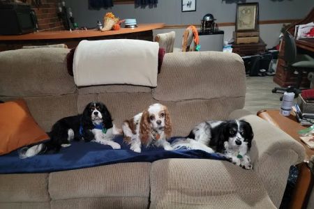 Northgate Animal Hospital