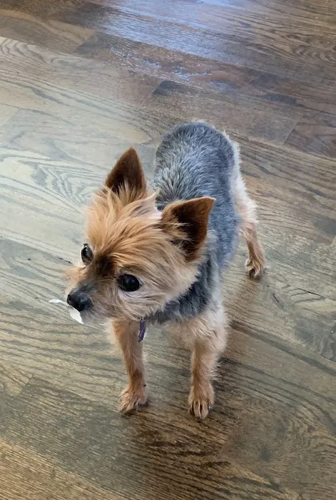Lee Parkway Veterinary Clinic 12