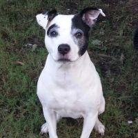 Highway 58 Animal Hospital ico