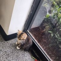 Chickamauga Veterinary Clinic ico