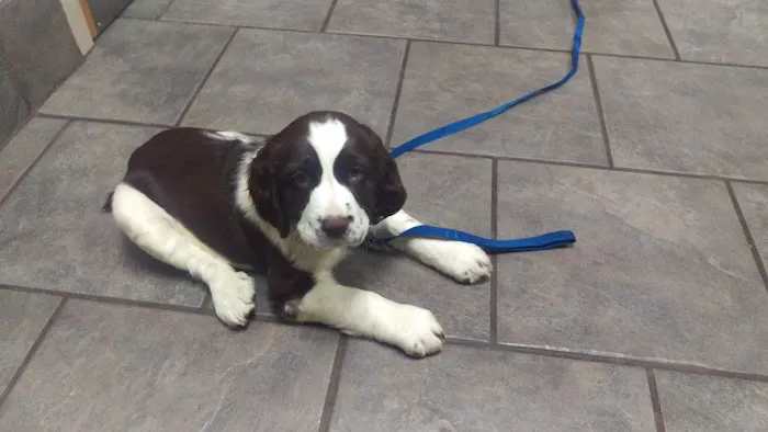 Animal Hospital of Signal Mountain 12