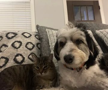Fort Oglethorpe Pet Wellness Center