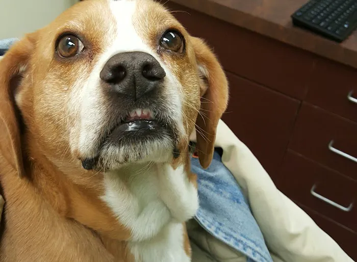 Animal Clinic East 2