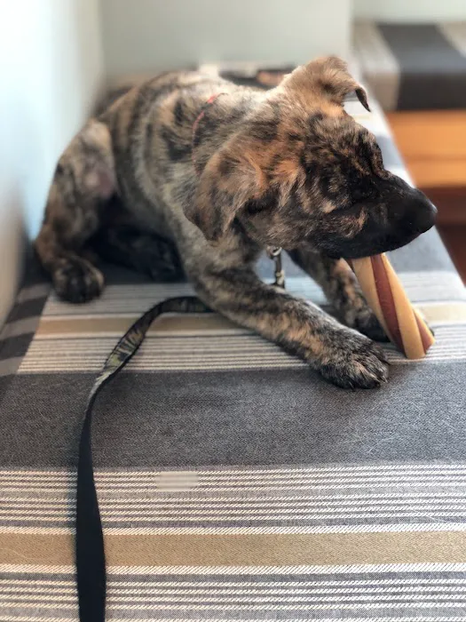 Animal Clinic East 9