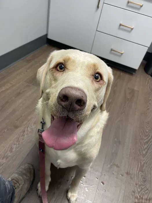PetMedic Urgent Care Vet Clinic Chattanooga 12