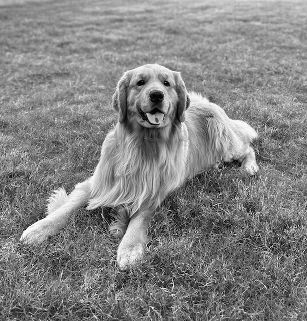 Wellspring Veterinary Care 2
