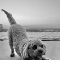 Wellspring Veterinary Care ico