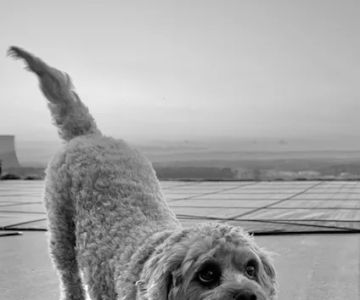 Wellspring Veterinary Care