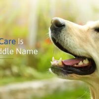 The Animal Care Center Of Ooltewah ico