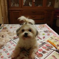 Highway 58 Animal Hospital: Whitaker Shane DVM ico