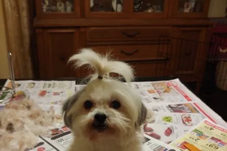 Highway 58 Animal Hospital: Whitaker Shane DVM